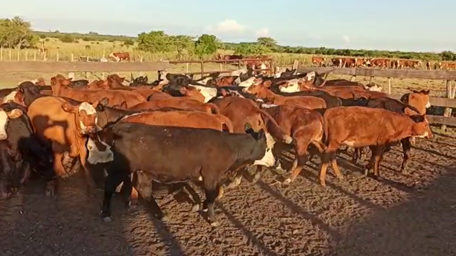 Lote 70 Terneros/as en Entre Ríos, San Salvador