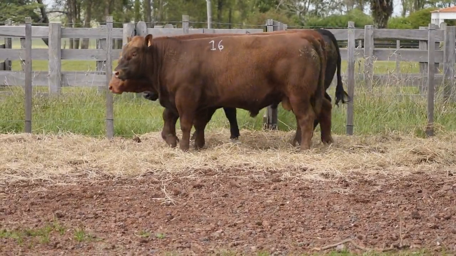 Lote 3 Toros a remate en DON PATRICIO - LIMANGUS, Salto