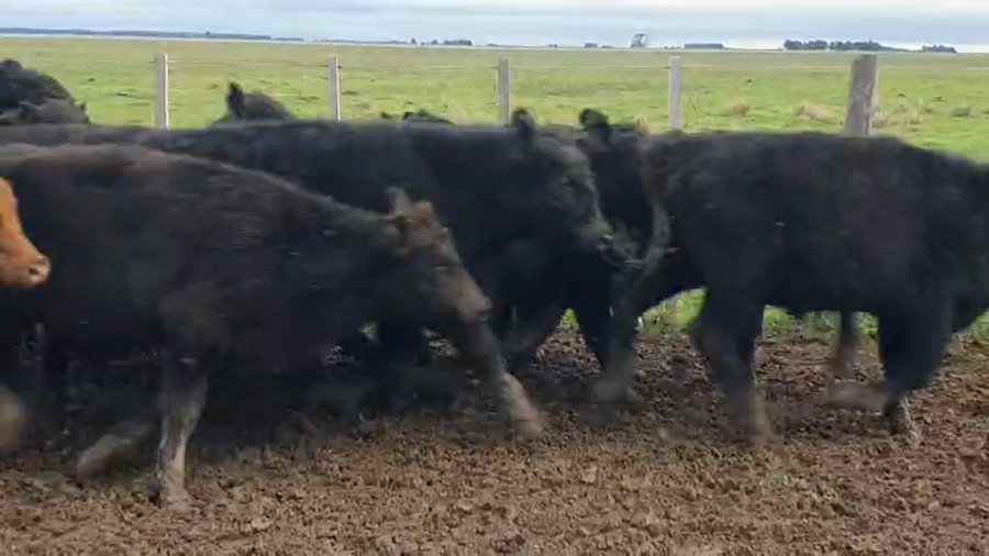 Lote 70 Terneros en Olavarría