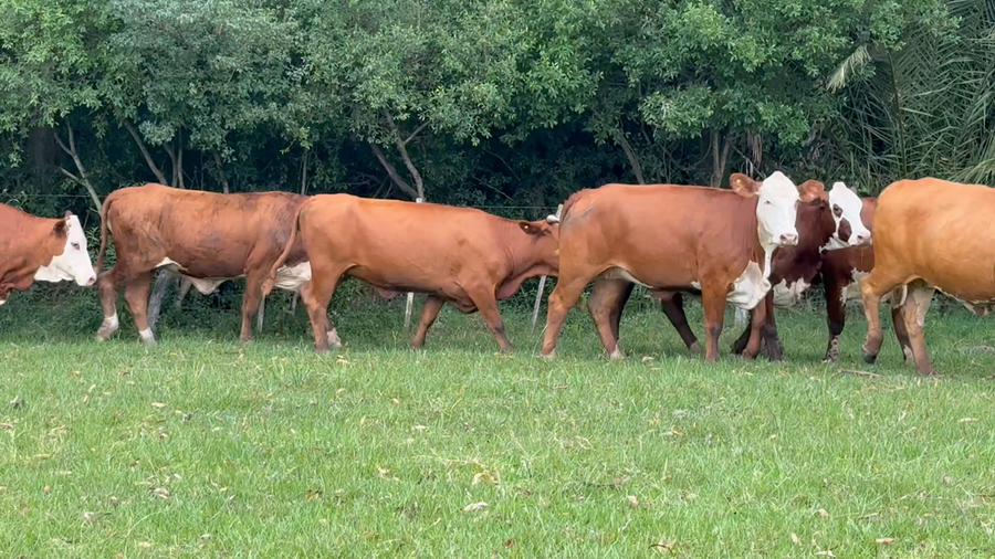 Lote 31 Vacas de invernar