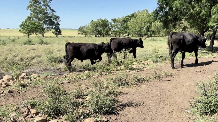 Lote NOVILLOS 1-2 AÑOS