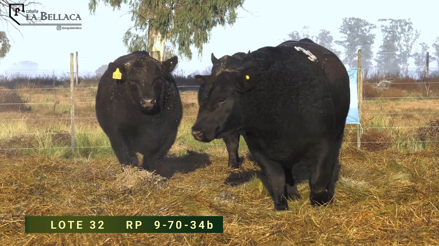 Lote TOROS PUROS CONTROLADOS