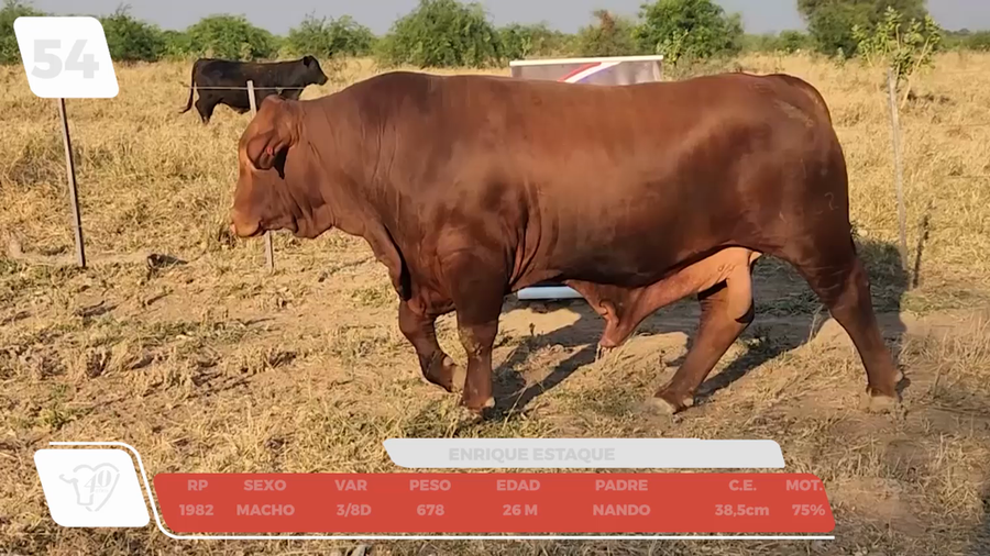 Lote LOTE 54-DE CAMPO