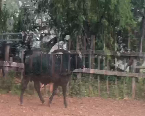 Lote Toros RP 979 4063