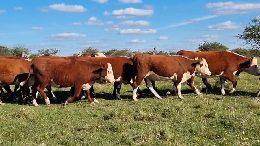 Lote 34 Vaquillonas preñadas
