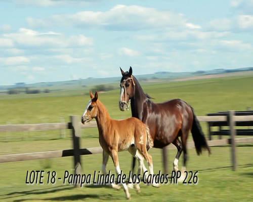 Lote PAMPA LINDA DE LOS CARDOS
