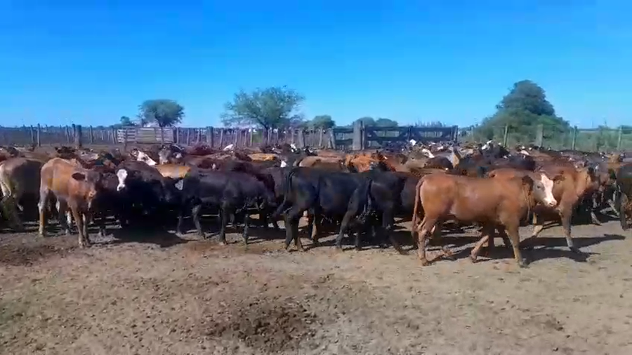 Lote 340 Terneras