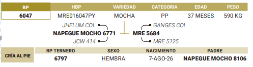Lote LOTE 53