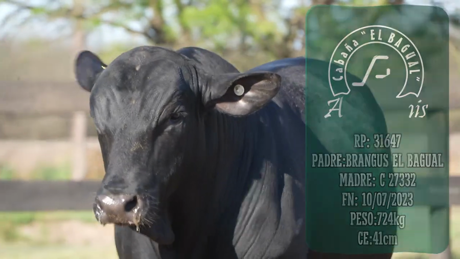 Lote Toro
