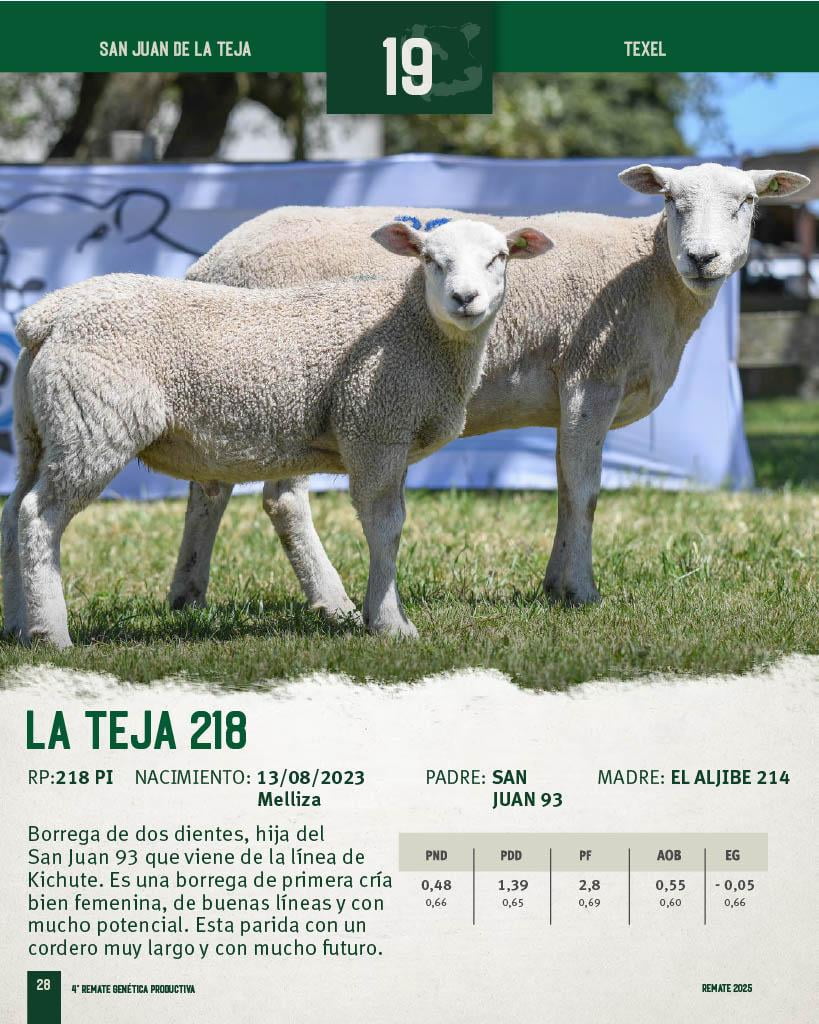 Lote Borregas a remate en 4º Genetica Productiva, San José