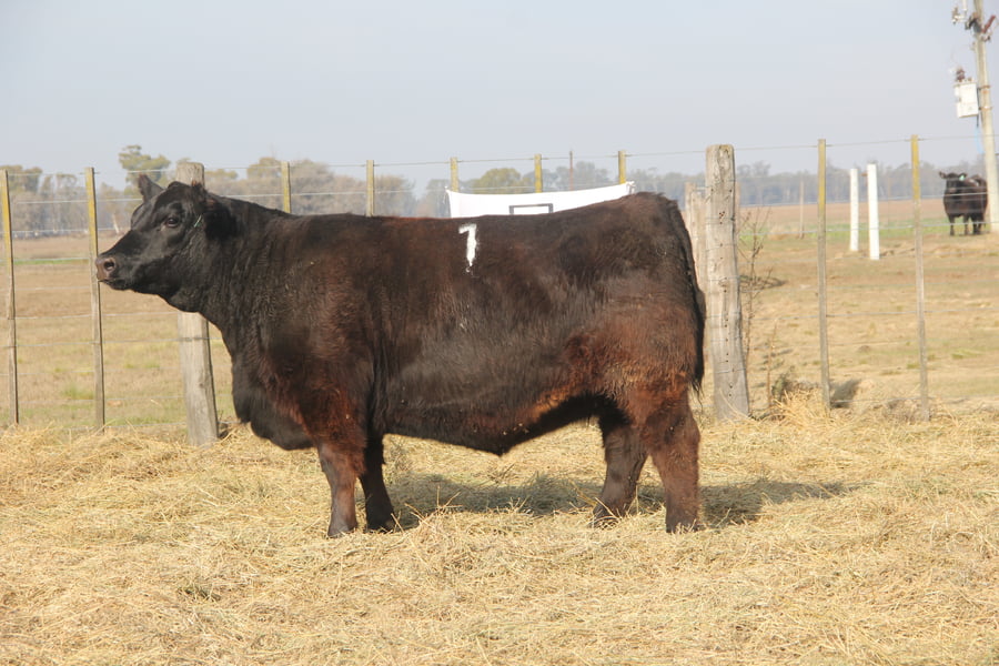 Lote VAQUILLONAS PURAS DE PEDIGREE