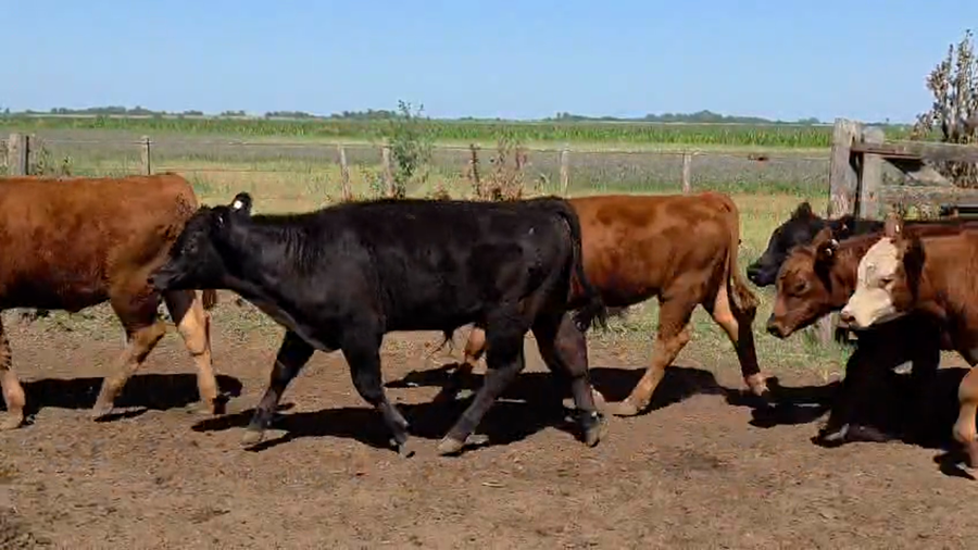 Lote 60 Terneros en Buenos Aires, Roque Pérez
