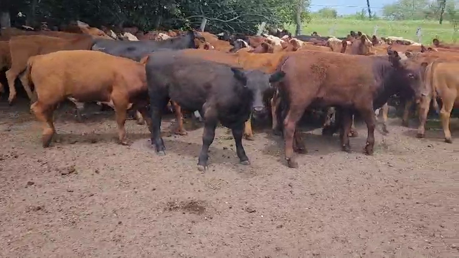 Lote 100 Terneros/as en Villaguay, Entre Ríos