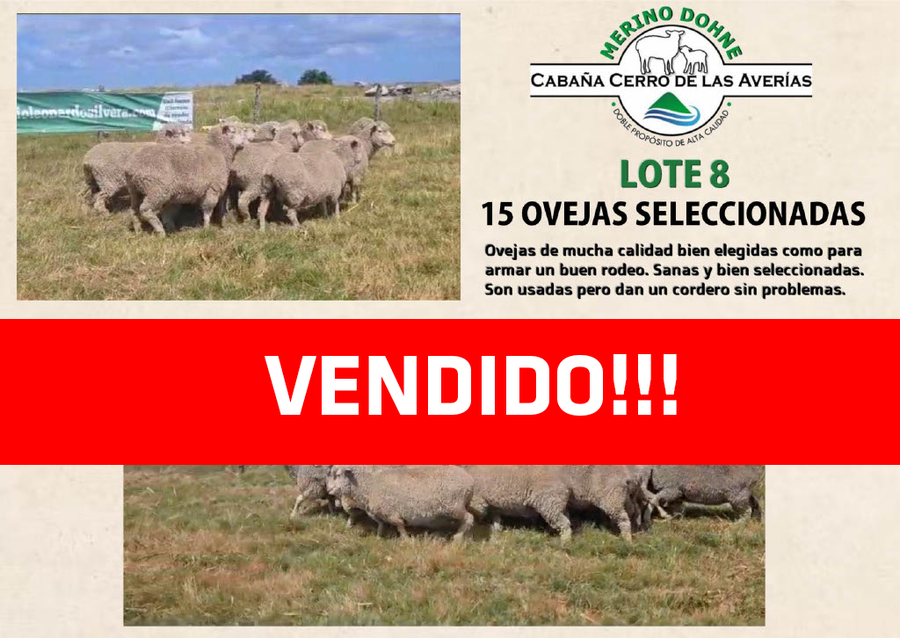 Lote LOTE 8