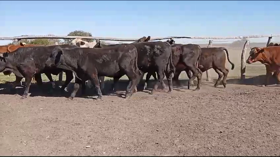Lote 55 Novillos en Curuzú-Cuatiá, Corrientes