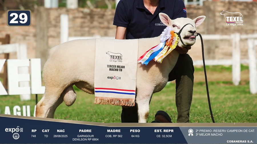 Lote LOTE 29