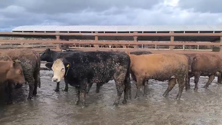 Lote 40 Vaquilla Gorda en Los Ángeles, VIII Región Biobío