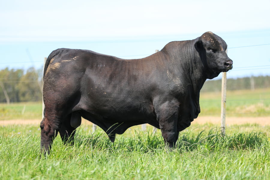Lote Cabaña Jacarandá