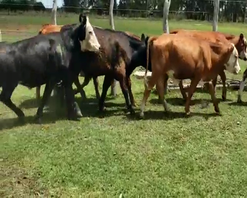 Lote 21 Novillitos en Villaguay, Entre Ríos