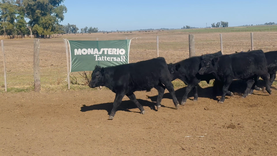 Lote 75 Terneros en Buenos Aires, 9 de Julio