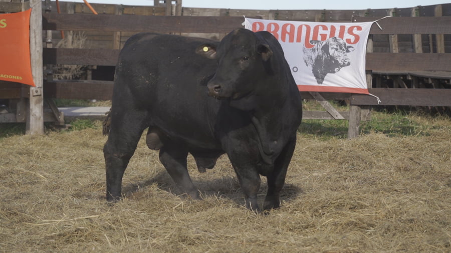 Lote TORO BRANGUS