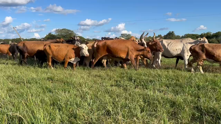 Lote 55 Vacas de invernar en Pto. Eva Perón, Chaco
