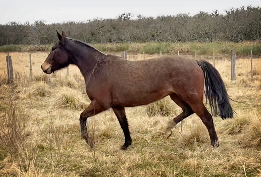 Lote PAULISTA FLOR MORADA