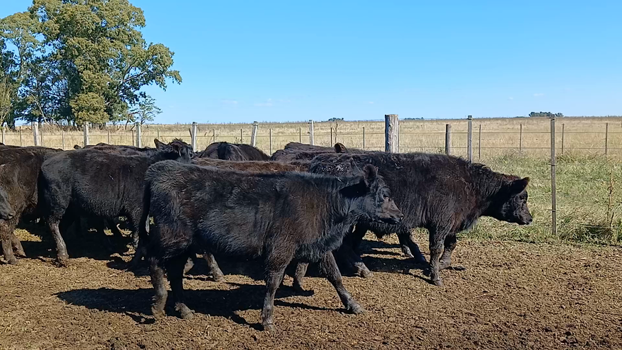 Lote 29 Terneros/as en Rauch