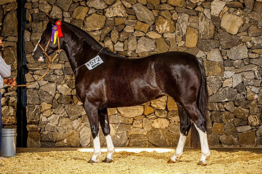 Lote EL MATE ILUSION