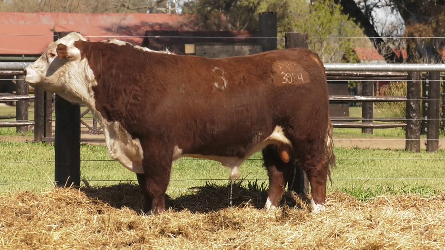 Lote TOROS P. HEREFORD PURO REGISTRADO