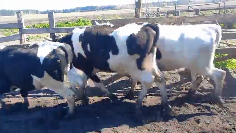 Lote 40 Novillo Gordo en Cabrero, VIII Región Biobío