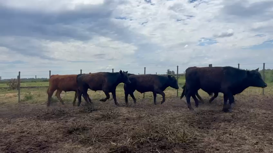 Lote 17 Vaquillonas en Buenos Aires, Loberia
