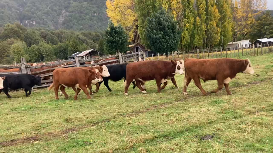 Lote 100 Novillo Engorda en Coyhaique, XI Región Aysén