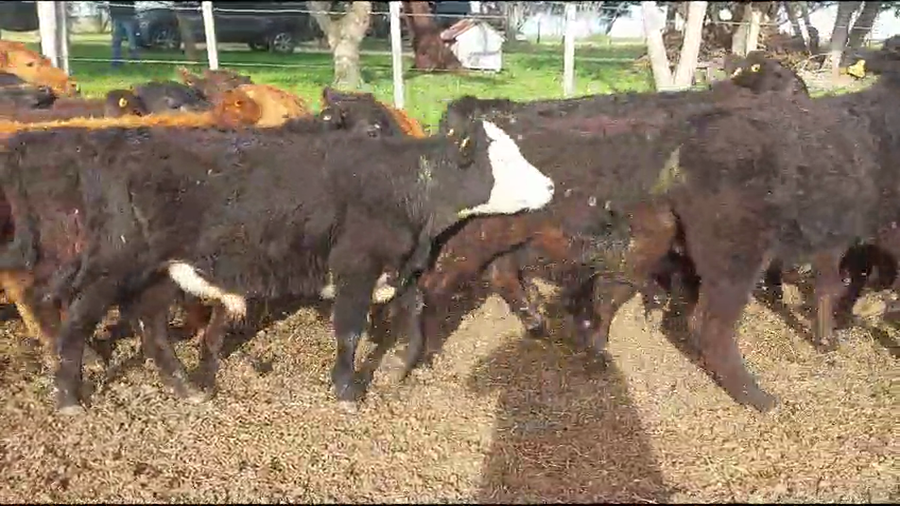 Lote 26 Terneros Angus a remate en Aniversario 115 Años - Camy en Pavon