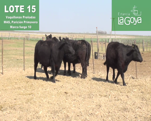 Lote VAQUILLONAS PREÑADAS MAS PARICIÓN PRIMAVERA