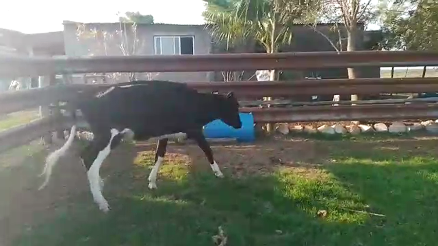 Lote 1 Vaquillonas Hol.