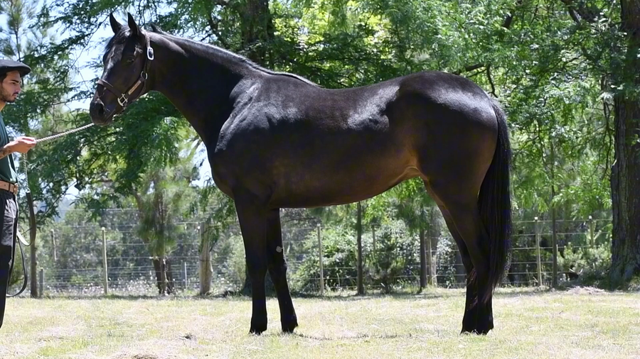 Lote LOTE 5 - ULTIMA COPA