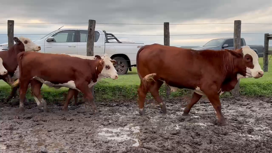 Lote 46 Vaquillonas en Corrientes, Mercedes