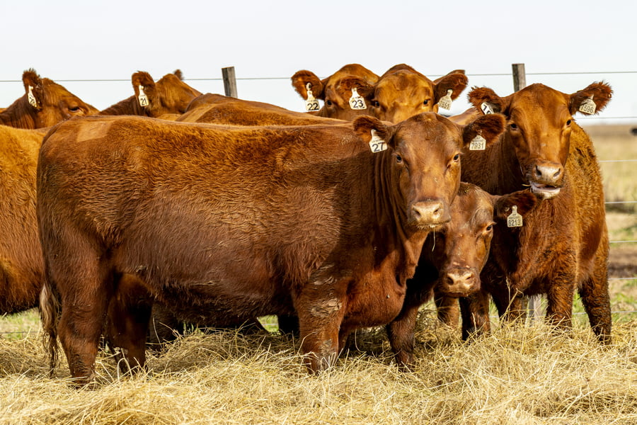 Lote VAQUILLONAS ANGUS PURAS CONTROLADAS
