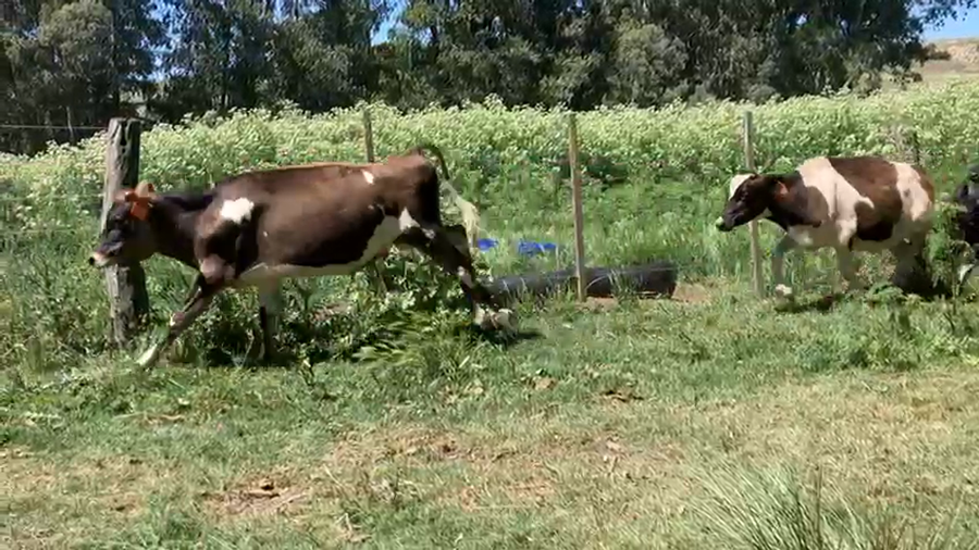 Lote 73 Terneros en Loberia, Buenos Aires