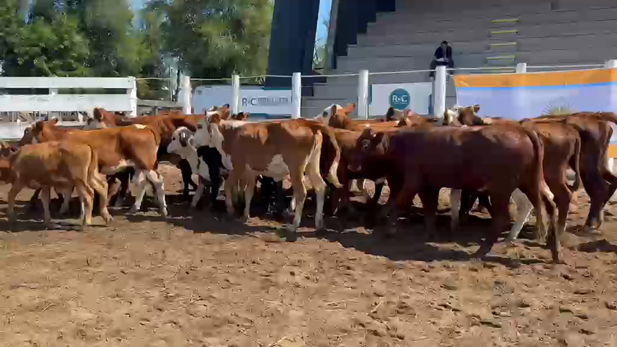Lote 22 Terneras y Vaquillas en Corrientes, Bella Vista