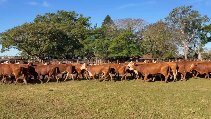Lote 48 Vaquillonas C/ gtia de preñez en Corrientes, Ituzaingó