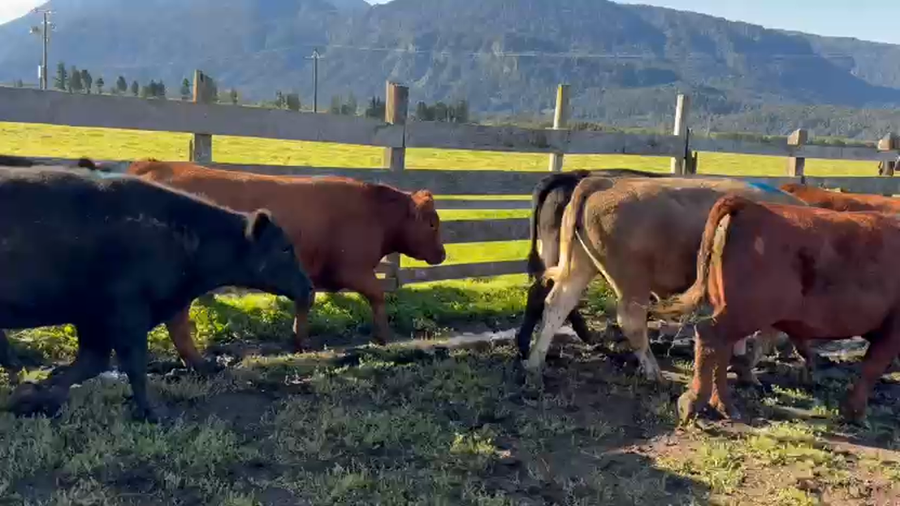 Lote 50 Novillo Engorda en Río Bueno, XIV Región Los Ríos