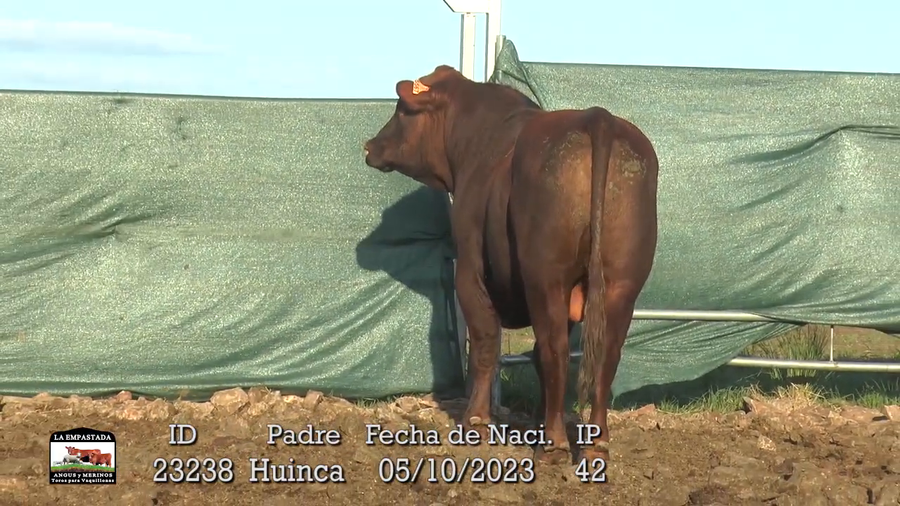 Lote 3 Toros a remate en La Empastada, Durazno