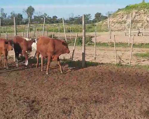Lote 100 Terneros/as en Weisburd, Santiago del Estero