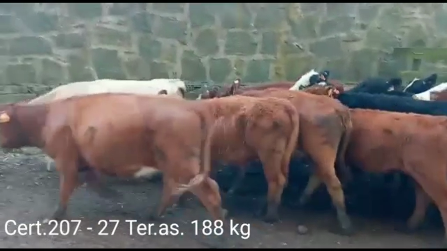 Lote TERNERAS