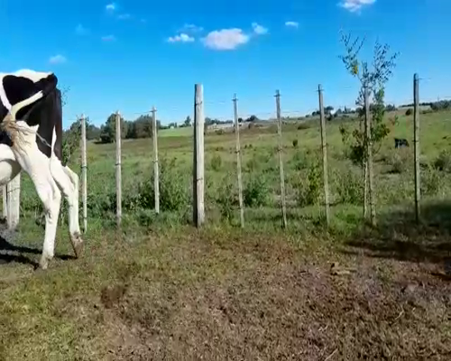 Lote (Vendido)2 Novillos HOLNADO a remate en Entre Martillos 516kg -  en SAN JOSE