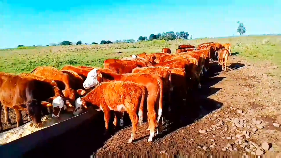 Lote 64 Terneros/as en Misiones, Posadas