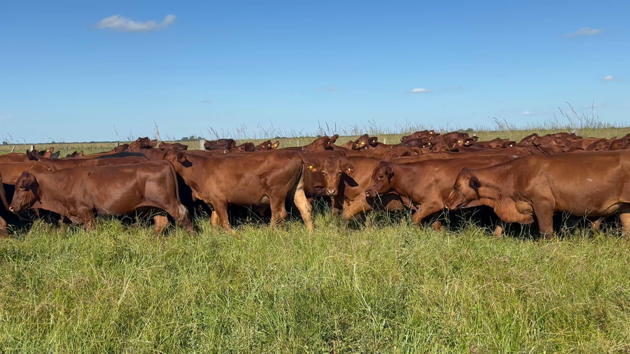 Lote 86 Novillitos en Corrientes, Chavarría