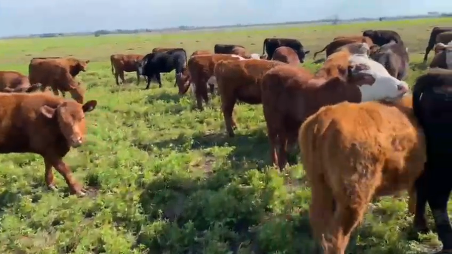 Lote 60 Terneras en Entre Ríos, Gral. Galarza